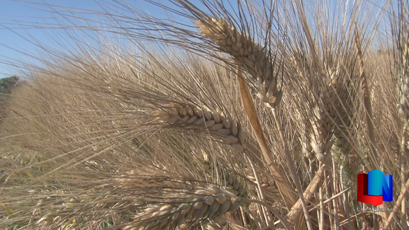 Avanza cultivo del trigo en el Valle del Yaqui