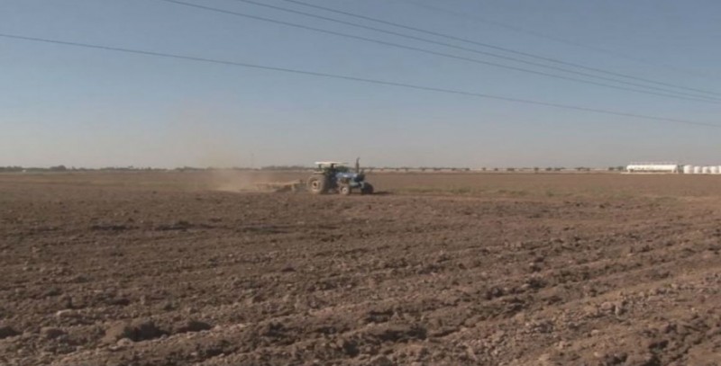 Si se logra presupuestar para el maíz amarillo, sera buen proyecto: CUPA