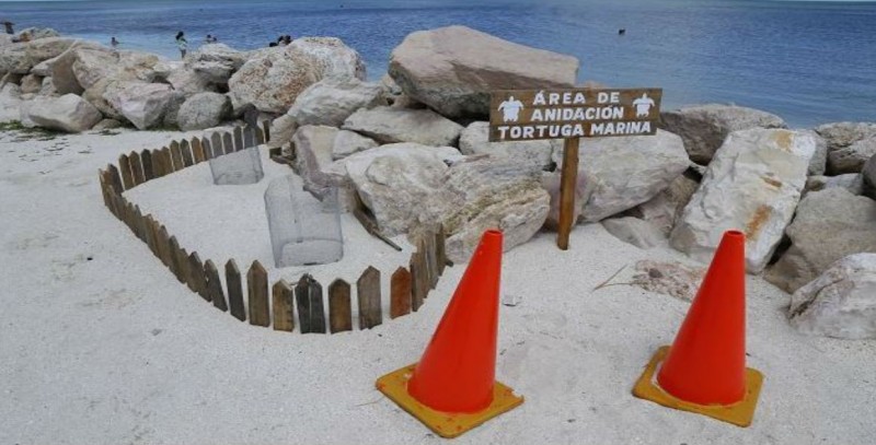 Protección para desove de tortuga marina aumenta