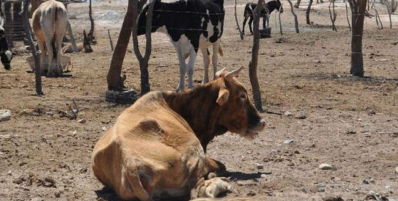 Apoyaran a ganaderos de la sierra ante los efectos de la sequía