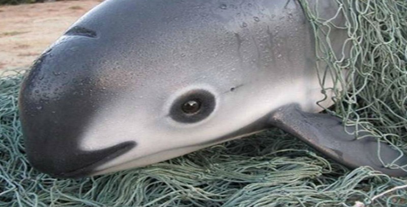 Tres delfines entrenados ayudarán a salvar a la vaquita marina: Pacchiano