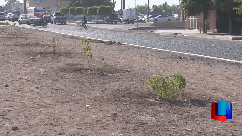 Reforestarán el Boulevard de la 400