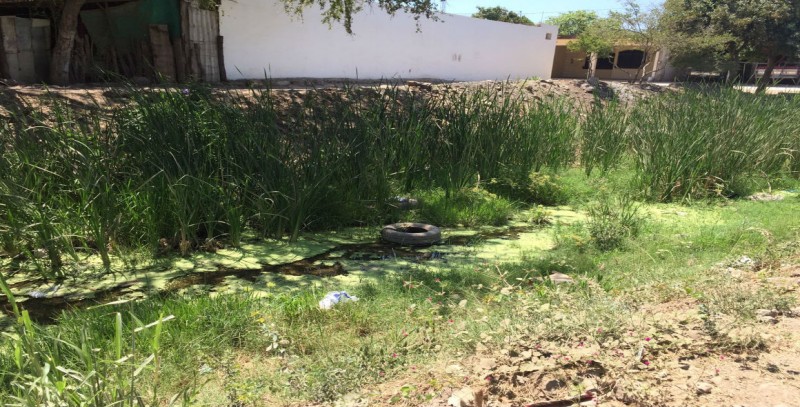 Lleno de ramas el arroyo en la colonia Amistad