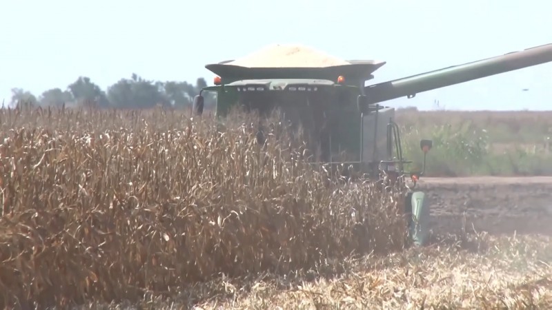 Reportan bajos rendimientos en cosechas de maíz en Ahome