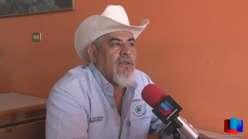 Espera legalización, autos "Chocolate" seguirán en México