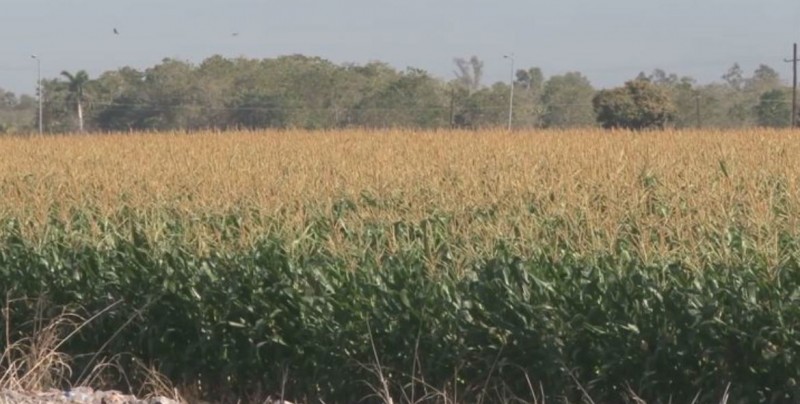 Enfrentan productores el robo de mazorcas