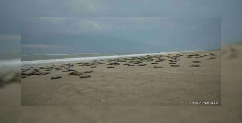 Nacen más de cien mil crías de tortuga en santuario