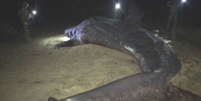 Hallan tiburón ballena muerto en playa de Baja California