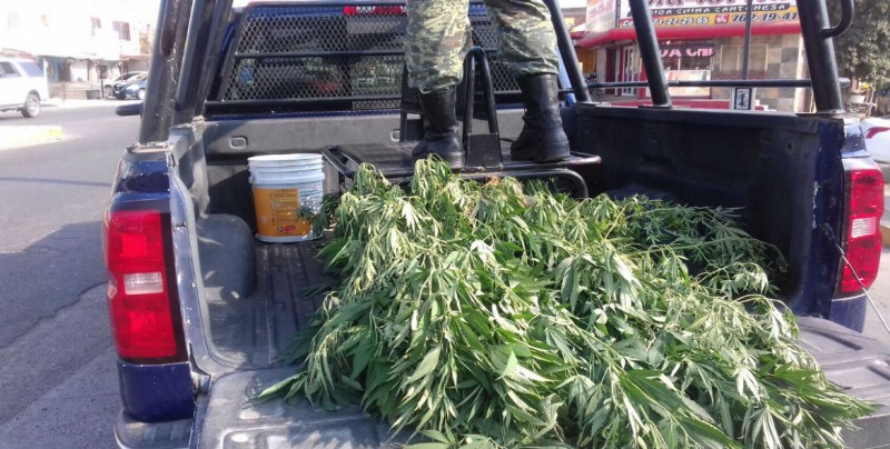 Decomisan planta de marihuana