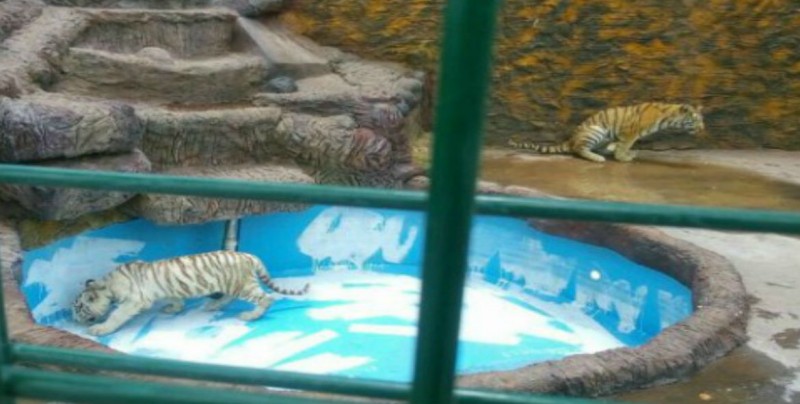 Aseguran tres tigres de bengala en Guanajuato