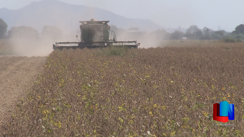 Solo diez mil hectáreas en el Yaqui