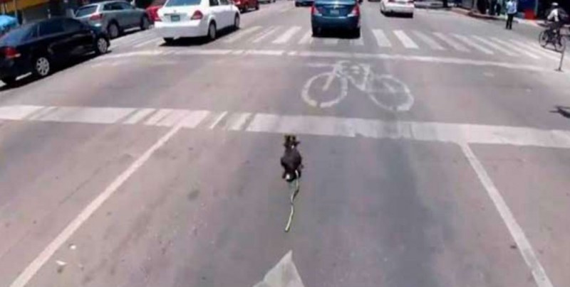 #VIDEO Emocionante rescate de perro veloz