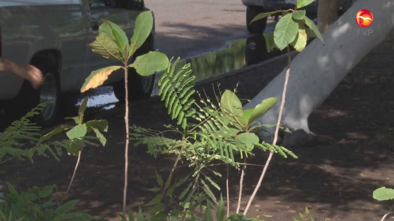 Con reforestación, celebran el Día del Árbol