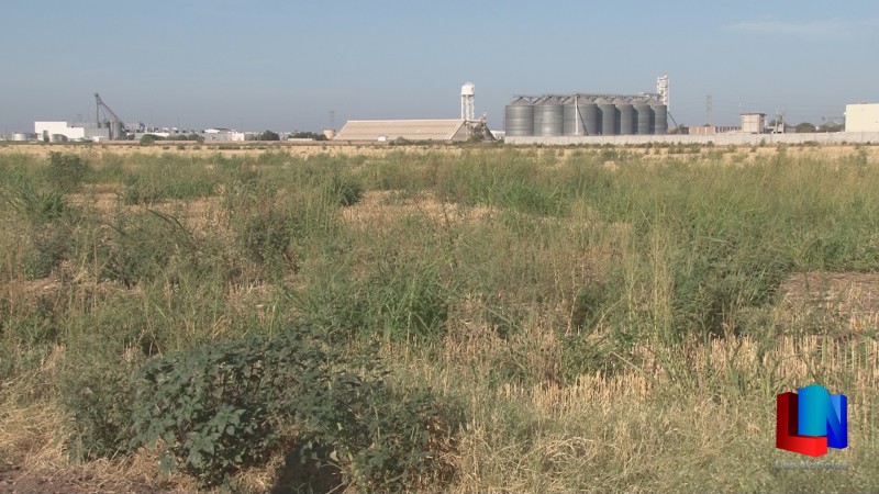 Aparece la maleza en el Valle del Yaqui