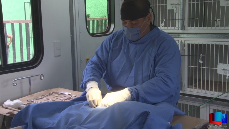 Esterilizan 40 mascotas en la Beltrones