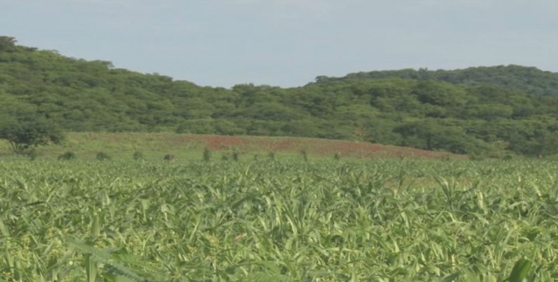 En espera de la entrega de semilla de sorgo para productores de temporal