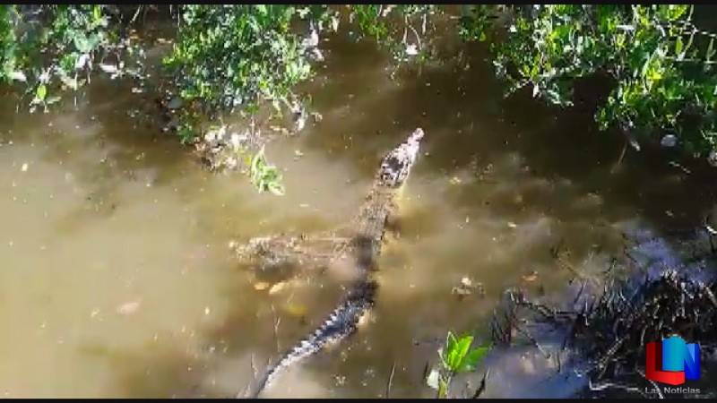 Cocodrilo capturado en Obregón, llegó a Sinaloa