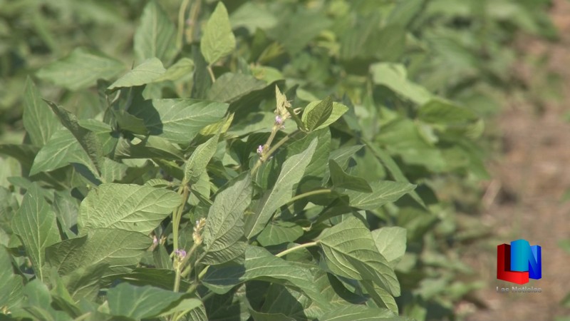 Buen desarrollo del cultivo del soya
