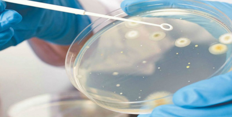 Alumnas de la UNAM reciben premio por investigaciones en microbiología