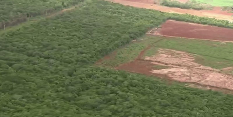 PROFEPA denuncia a comunidad menonita ante PGR por deforestación