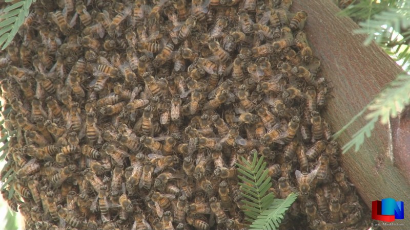 Aumenta servicio de abejas