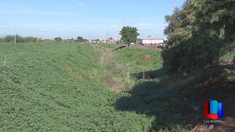 Abunda la maleza en canales y drenes