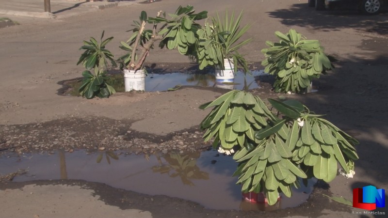 Vecinos plantan árboles en baches