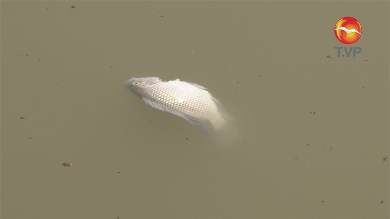 Sorprende peces muertos en Laguna