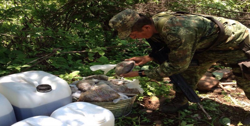Logra Ejército Mexicano aseguramiento histórico de 140 litros de morfina