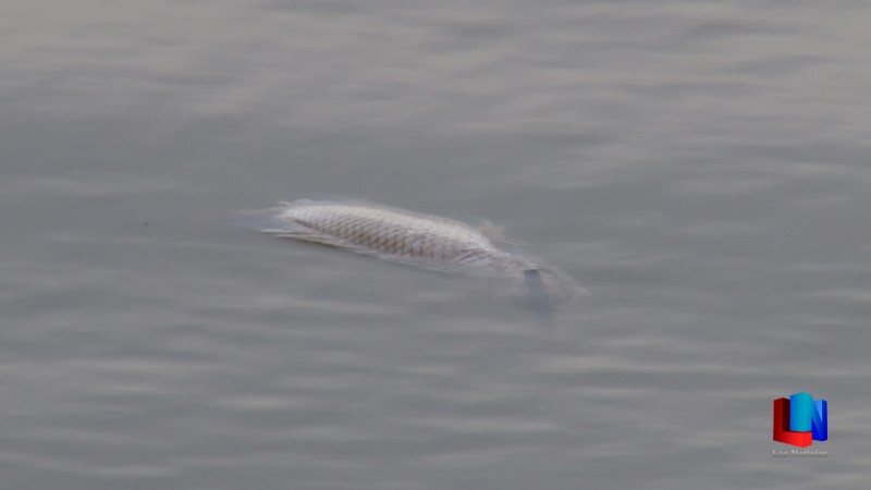 Esperan análisis de la muerte de peces