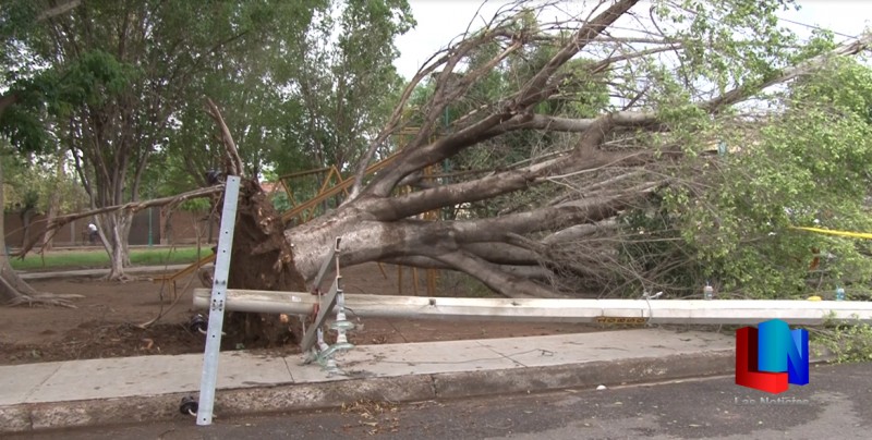 Fuerte aire derrumba árbol y poste