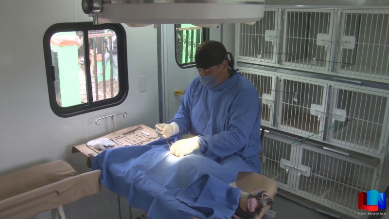 Van 1,500 mascotas esterilizadas