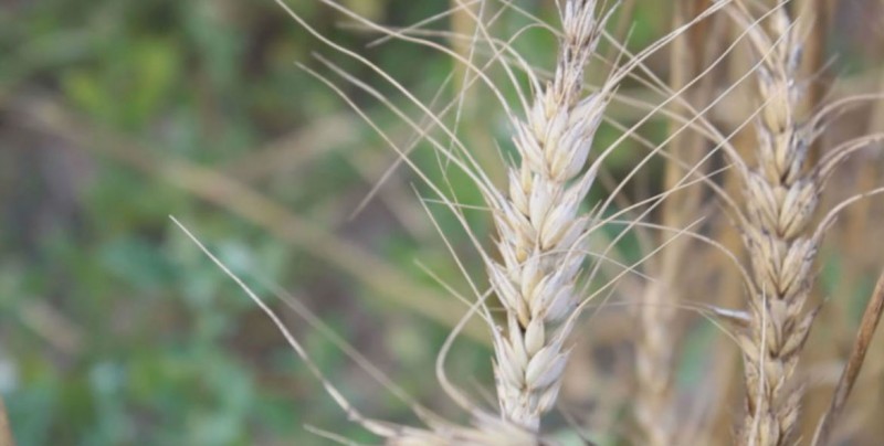 Productores si recibirán recursos pendientes de pago