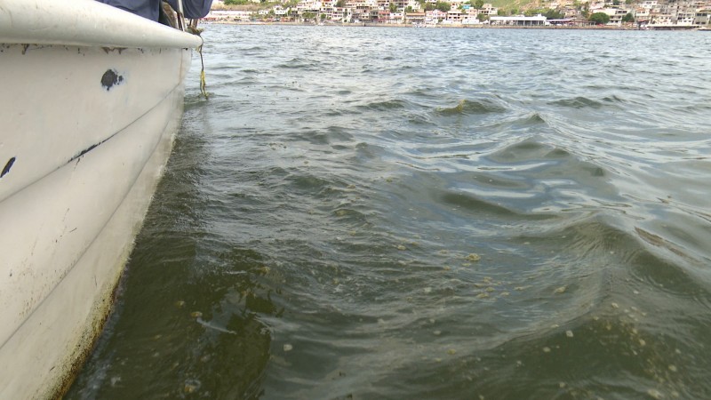Alerta por marea roja en la bahía de Ohuira