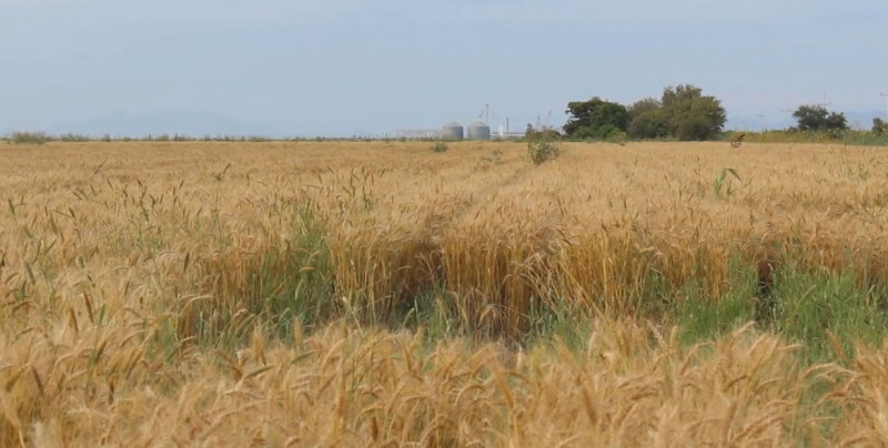 Desastres naturales en México puedan afectar entrega de apoyos a productores