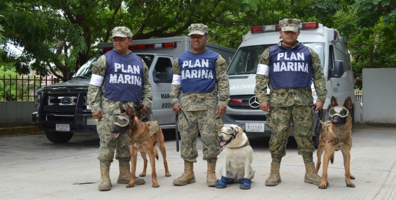 Perros rescatistas, apoyan en la búsqueda de desaparecidos por sismos