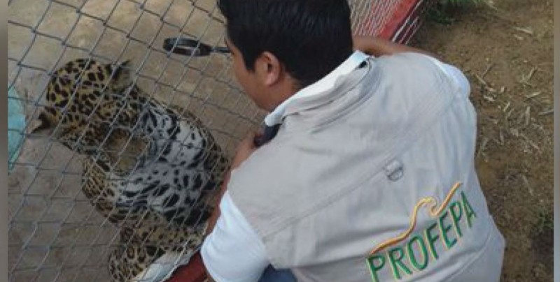 Felinos, aves y reptiles han sido asegurados por PROFEPA