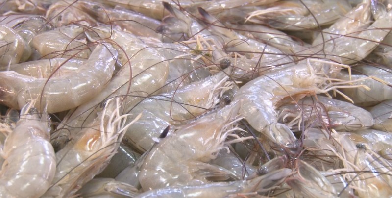 Kilo de camarón se oferta hasta en 180 pesos en el "Garmendia"