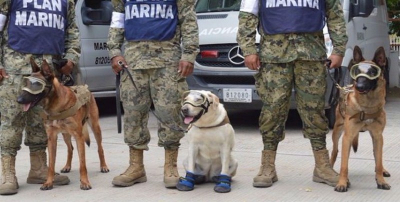 Héroes de cuatro patas rescatistas