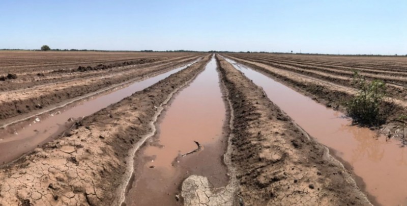 Aumento de temperatura provoca pérdidas agrícolas en Sonora