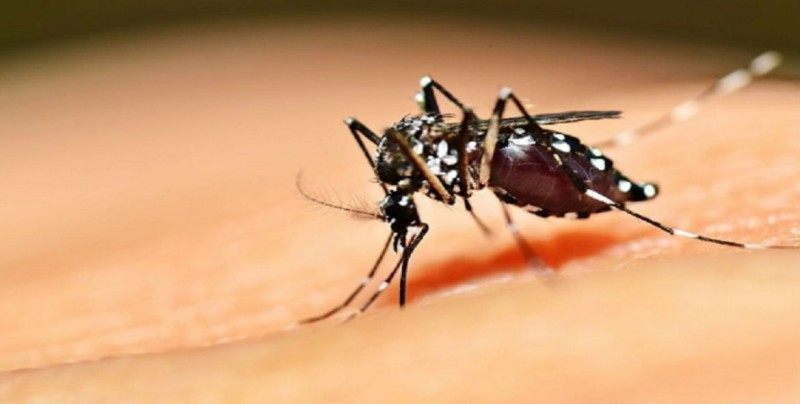 Guanajuato ocupa el primer lugar en casos de dengue