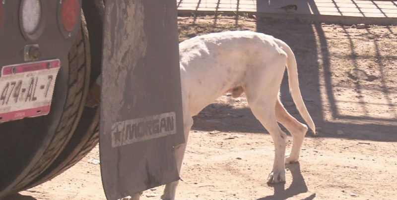 Ayuntamiento se dará a la tarea de esterilizar perros y gatos