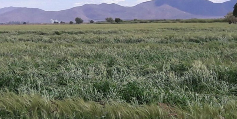 Productores temporaleros plantean problemas por escasez de lluvias