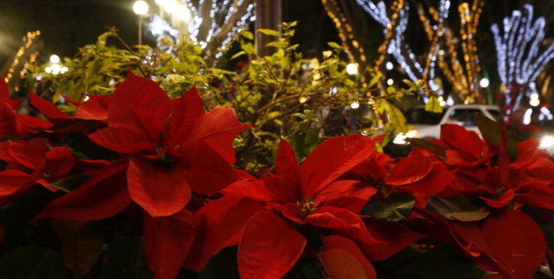 Llegan la nochebuena, una planta relacionada con la navidad.