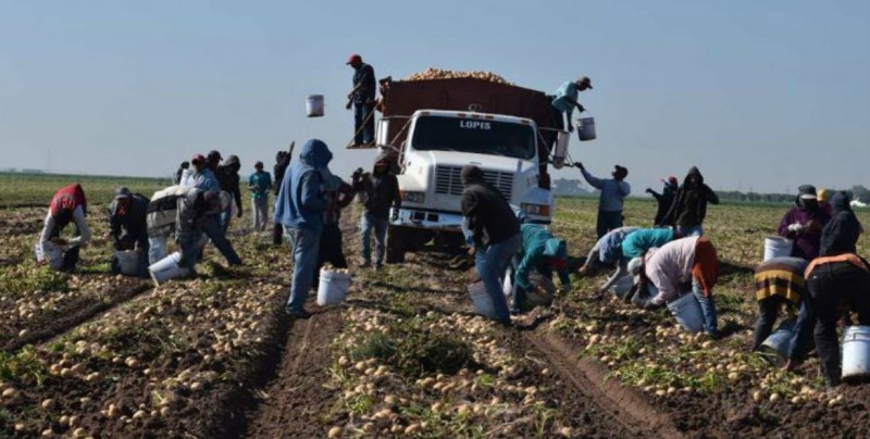 Un peso por bote de tomates, es la paga a Jornaleros