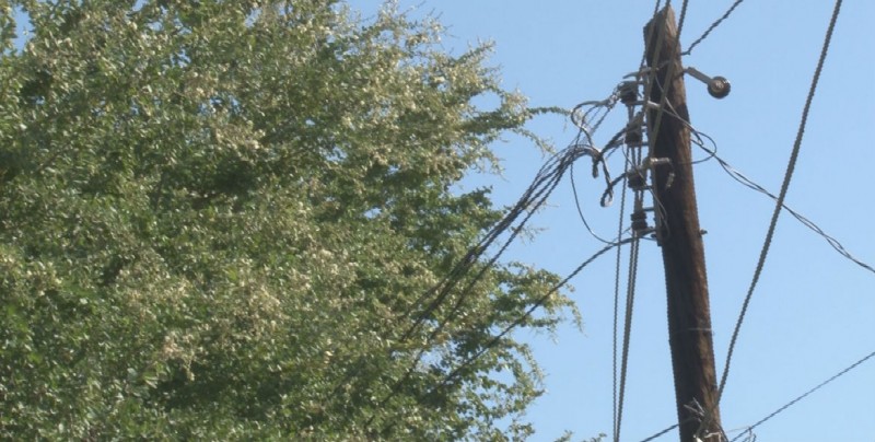 Arboles crecidos un problema en la colonia Rosales