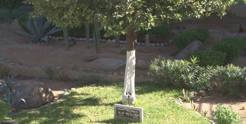 El árbol de la amistad entre japoneses y sinaloenses