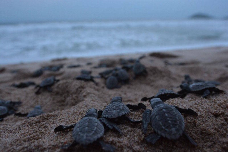 Buenos resultados del programa de protección a la tortuga marina