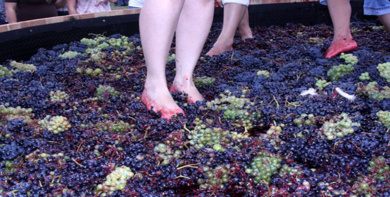 Pisar la uva es la técnica convertida en vino