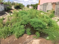 Piden la limpieza del arroyo en Paseo de los Arcos